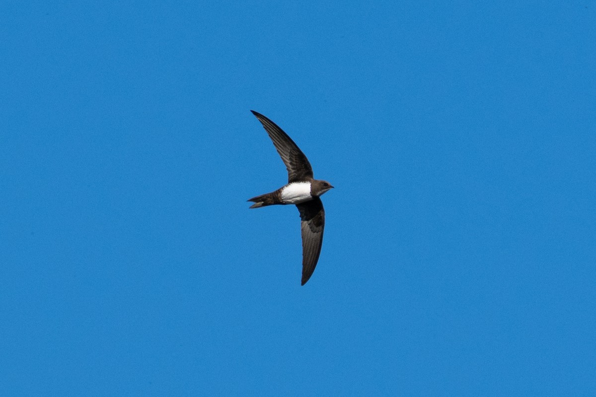 Alpine Swift - ML635316934