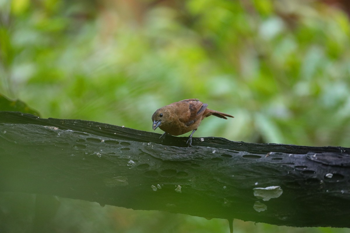 White-lined Tanager - ML635316978