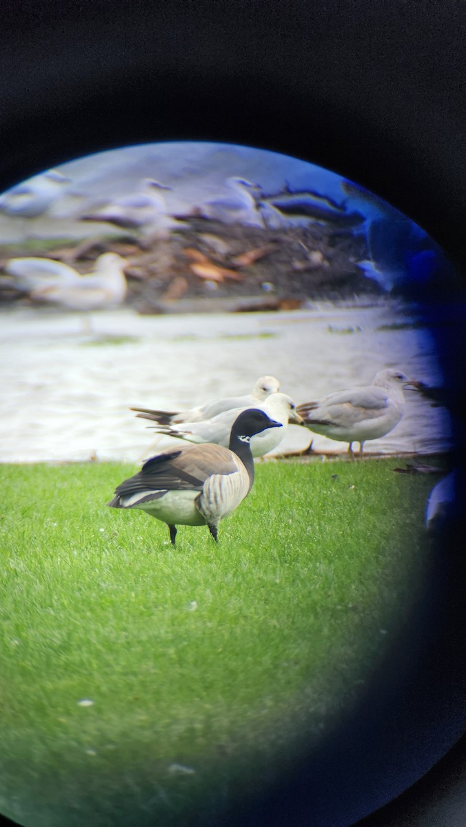 berneška tmavá - ML635317031