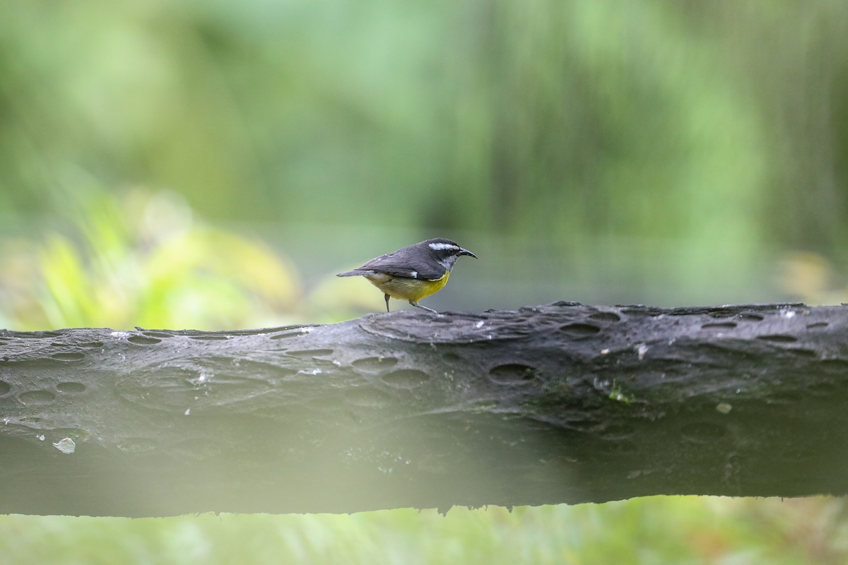 Bananaquit - ML635317034