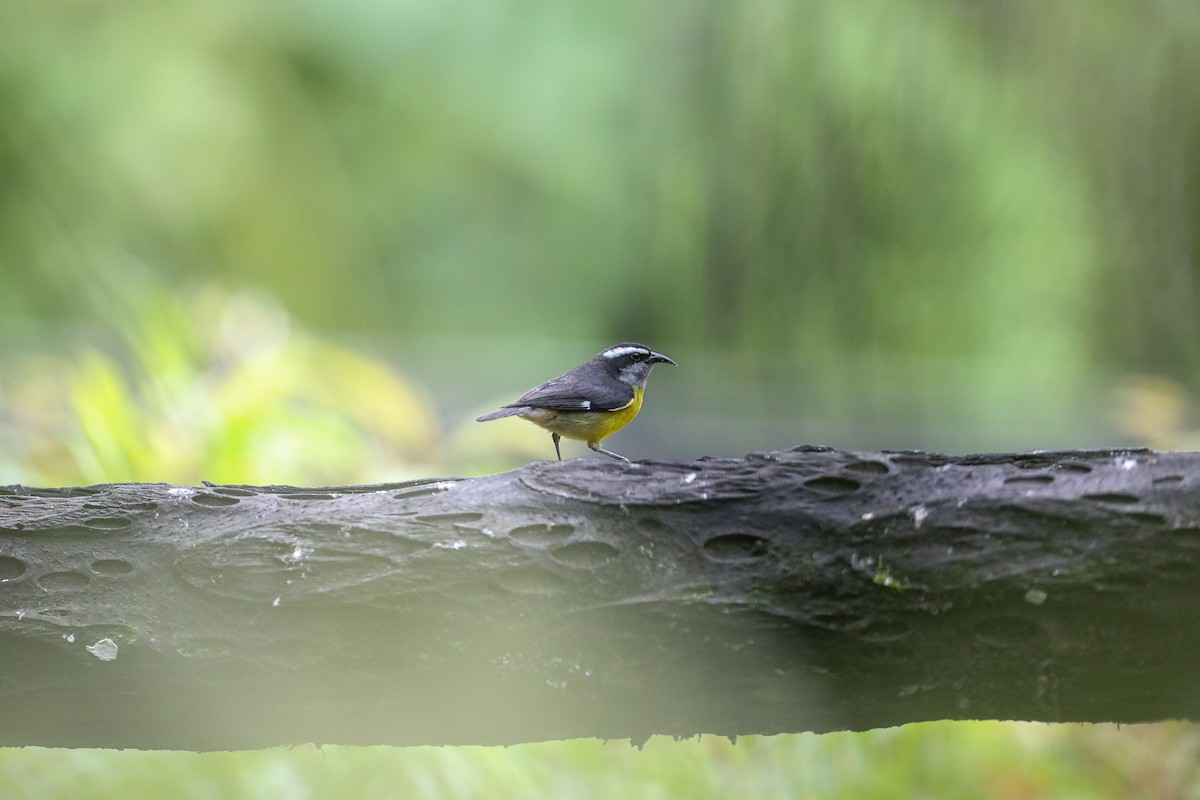 Bananaquit - ML635317035