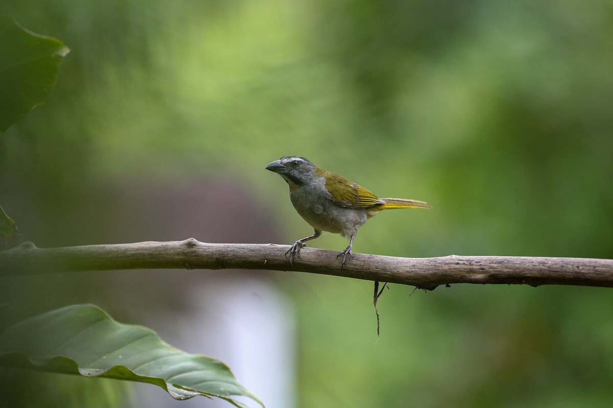 Buff-throated Saltator - ML635317045