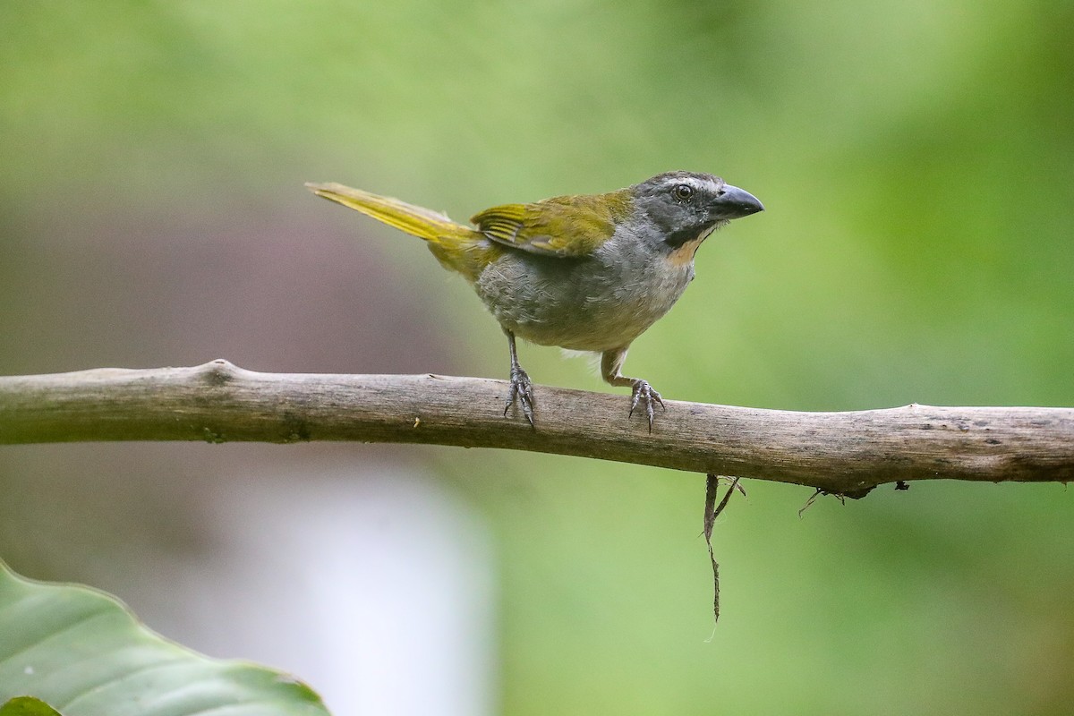Buff-throated Saltator - ML635317046