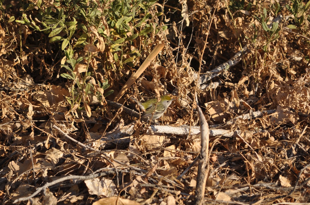 סבכון צהוב-כיפה - ML635317107