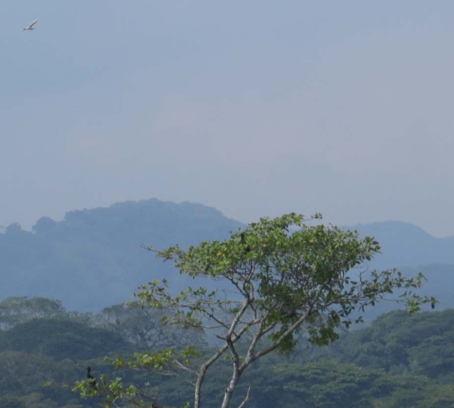 Cormoran vigua - ML635317136