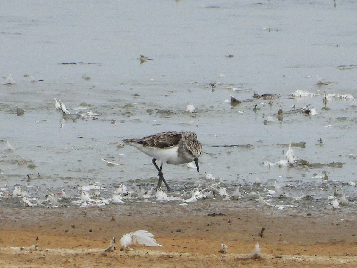 Little Stint - ML635317204