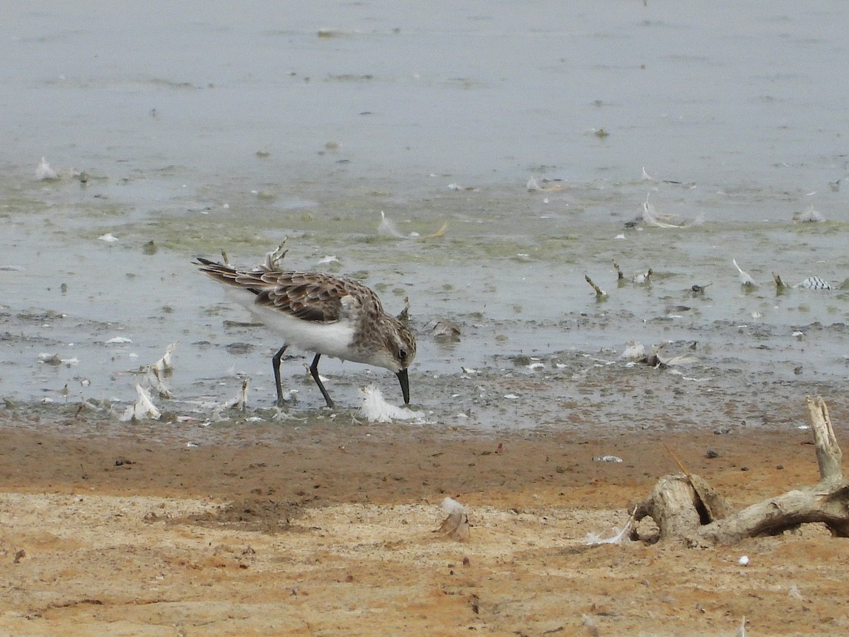 Little Stint - ML635317205