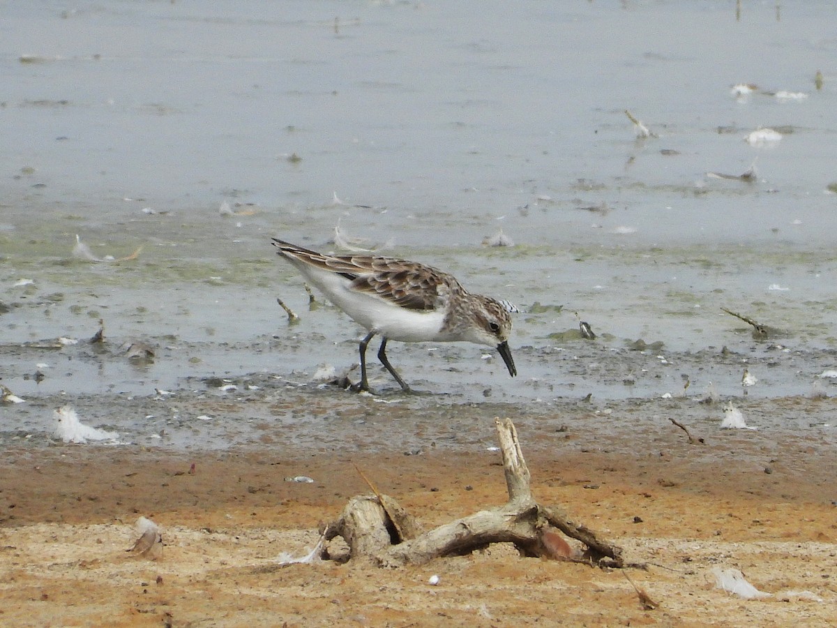 Little Stint - ML635317206