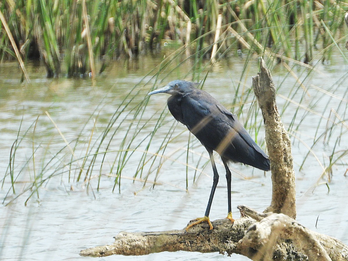 Black Heron - ML635317302
