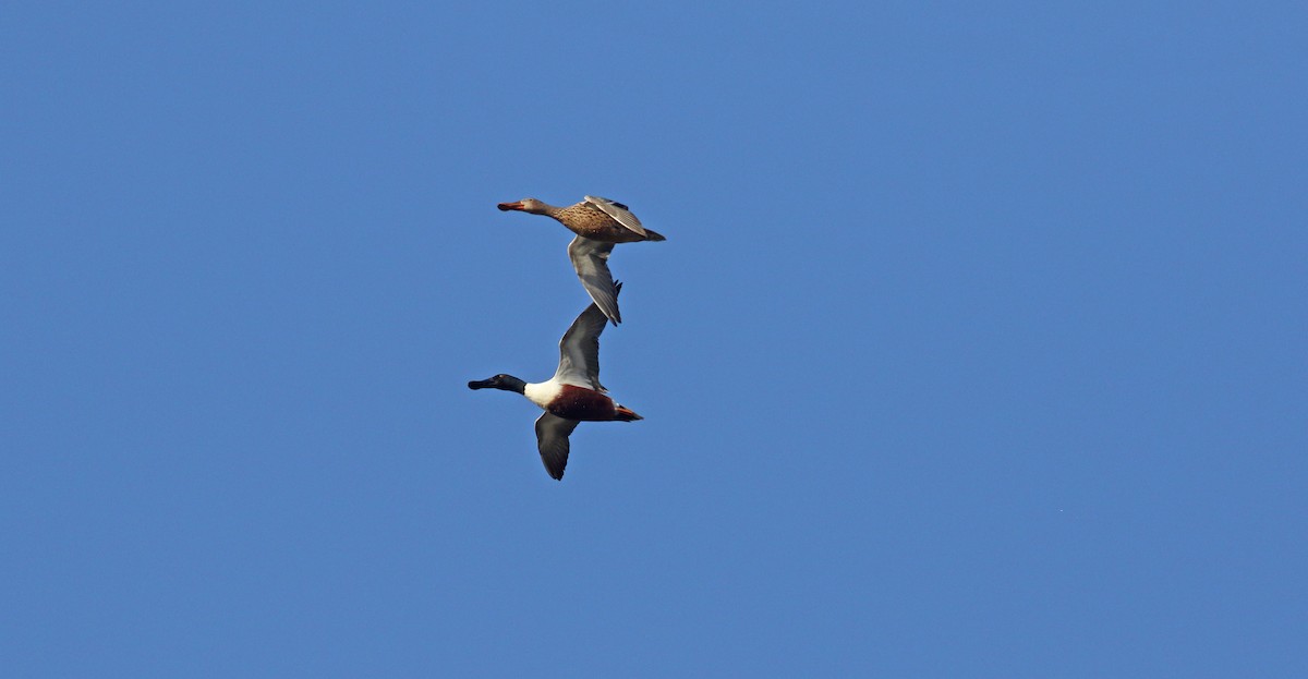 Northern Shoveler - ML635317310