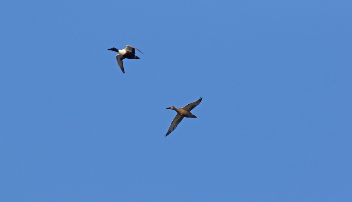 Northern Shoveler - ML635317314