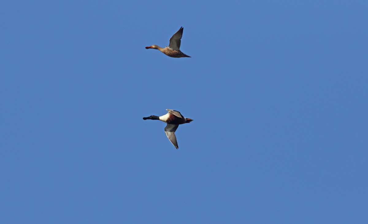 Northern Shoveler - ML635317316
