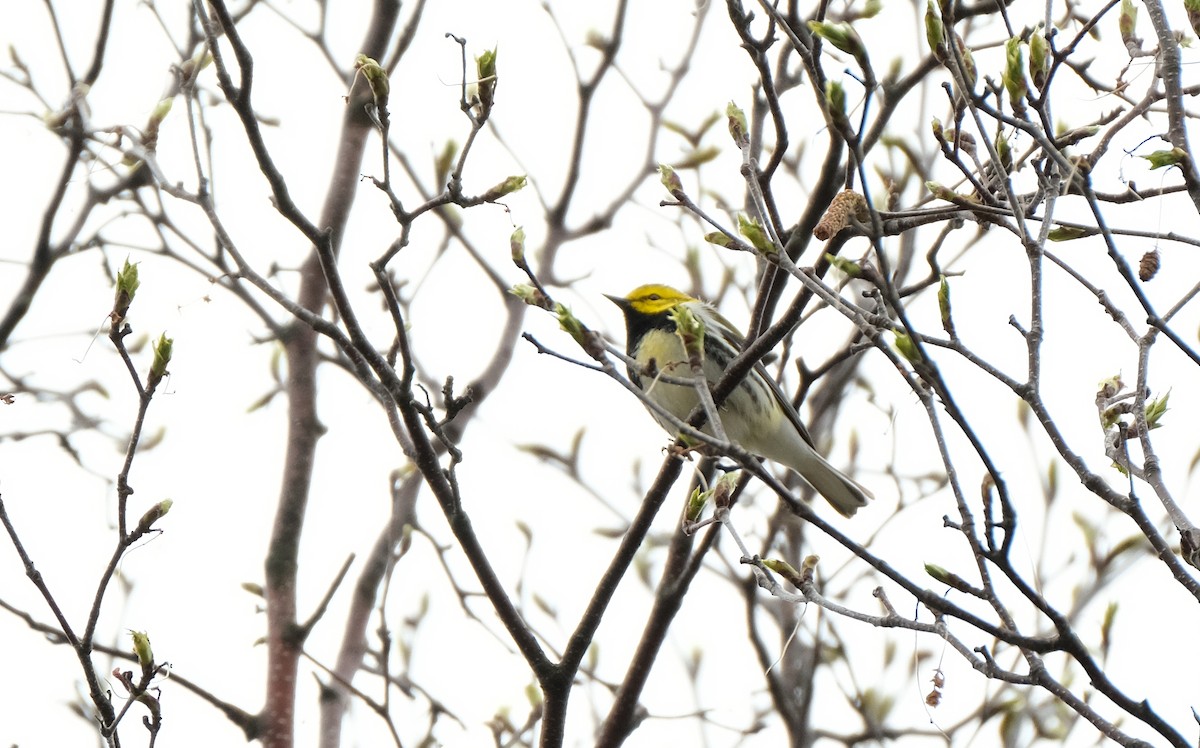 Black-throated Green Warbler - ML635317377