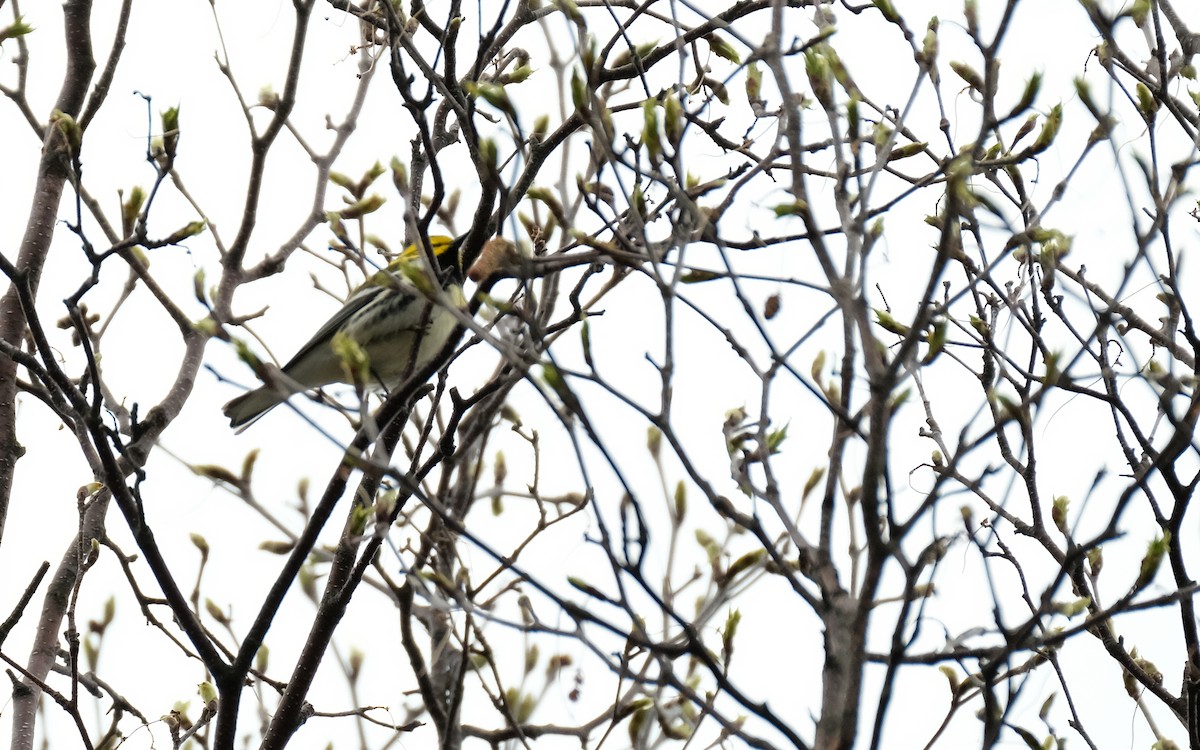 Black-throated Green Warbler - ML635317378