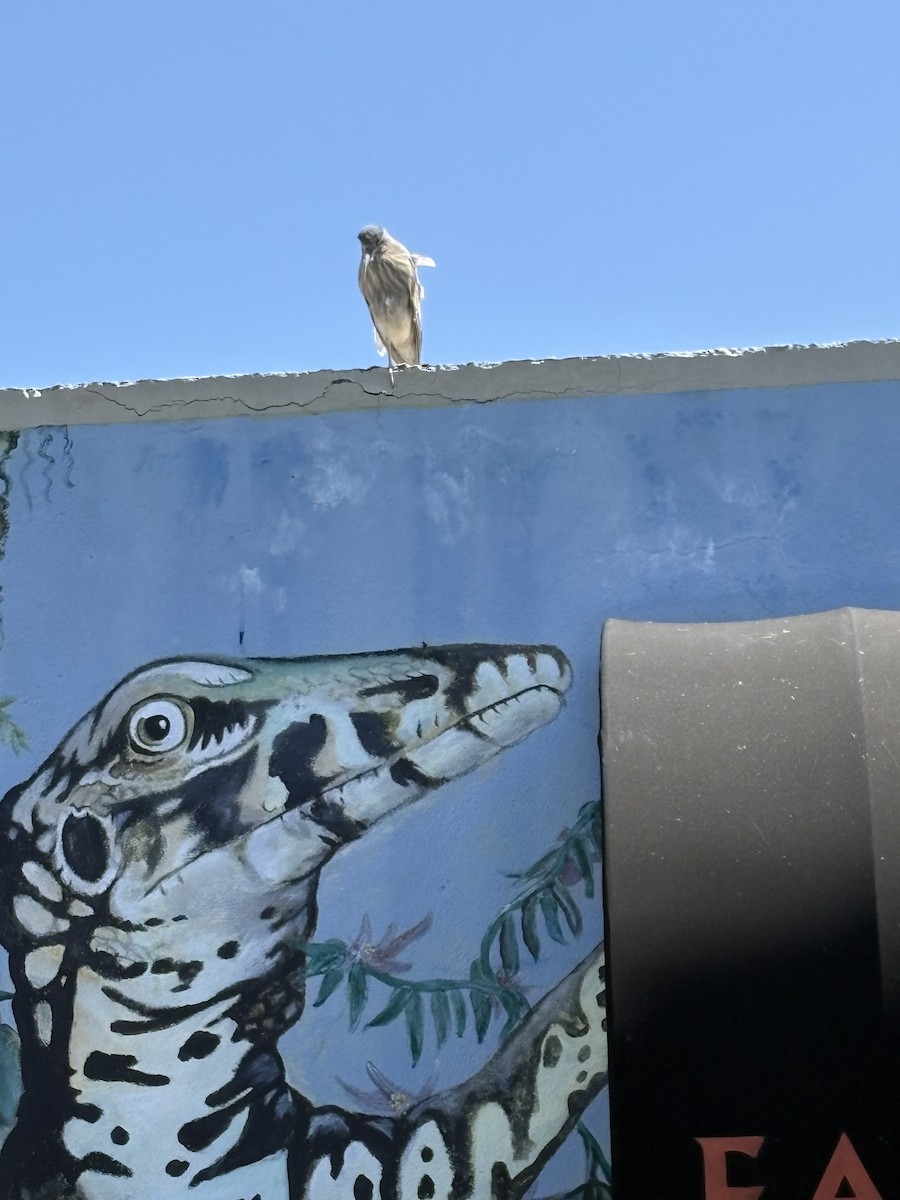 Black-crowned Night Heron - ML635317497