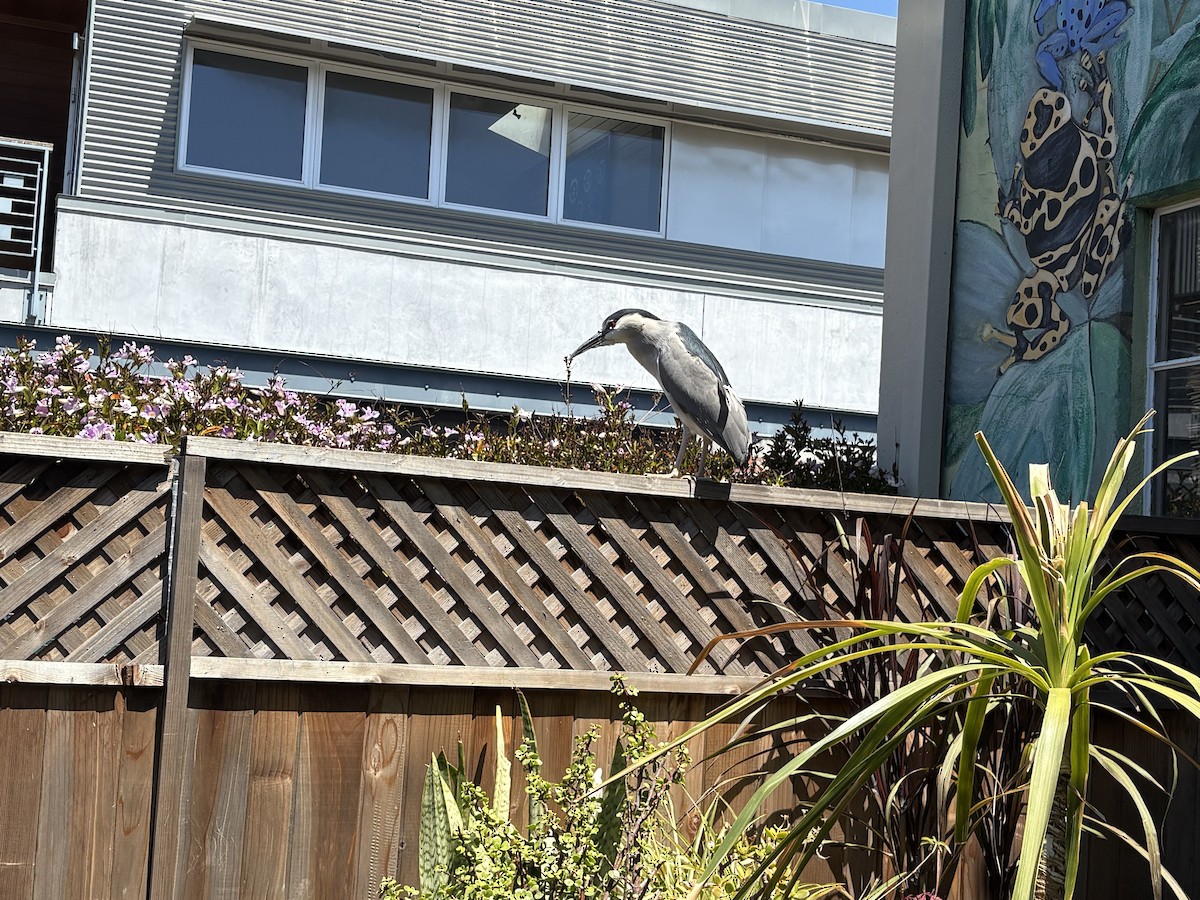 Black-crowned Night Heron - ML635317498