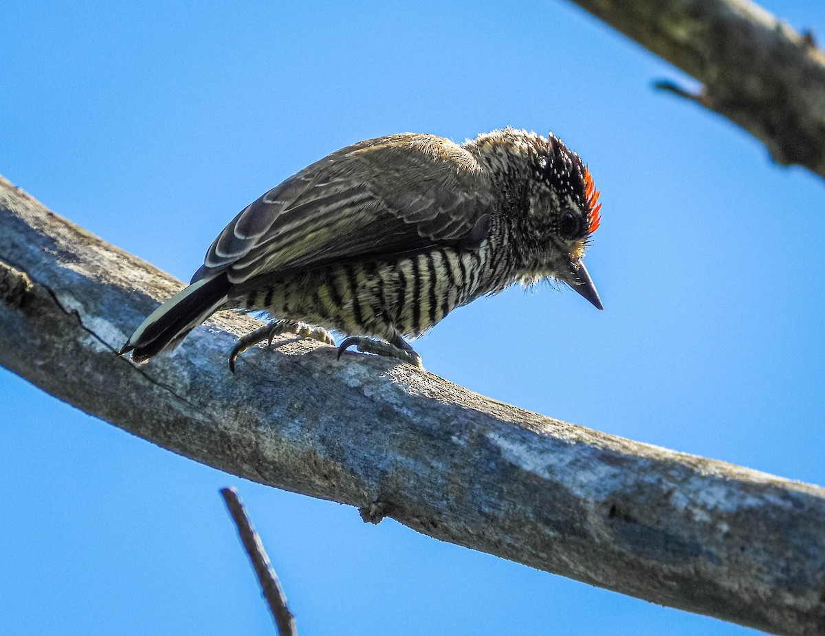 White-barred Piculet - ML635317521