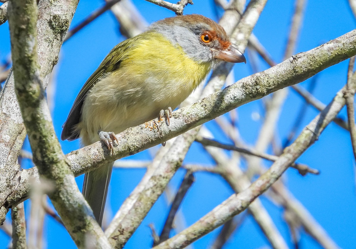 Rufous-browed Peppershrike - ML635317611