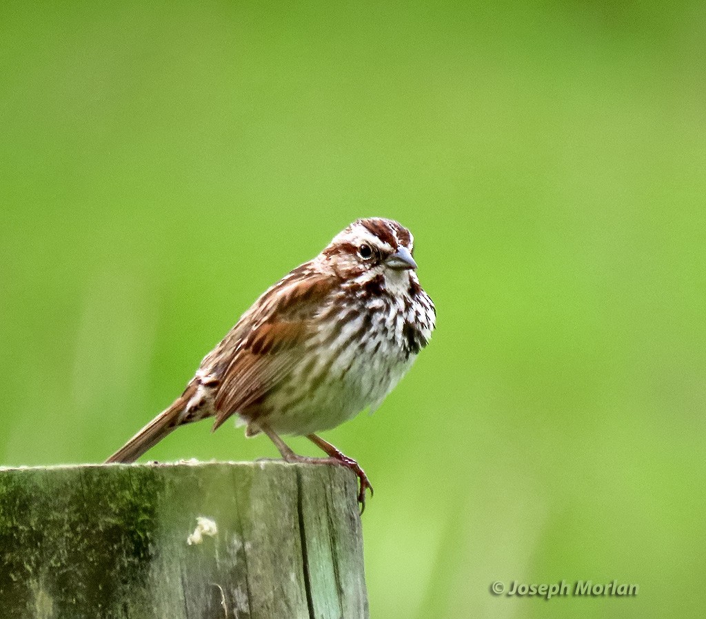Song Sparrow - ML635317618