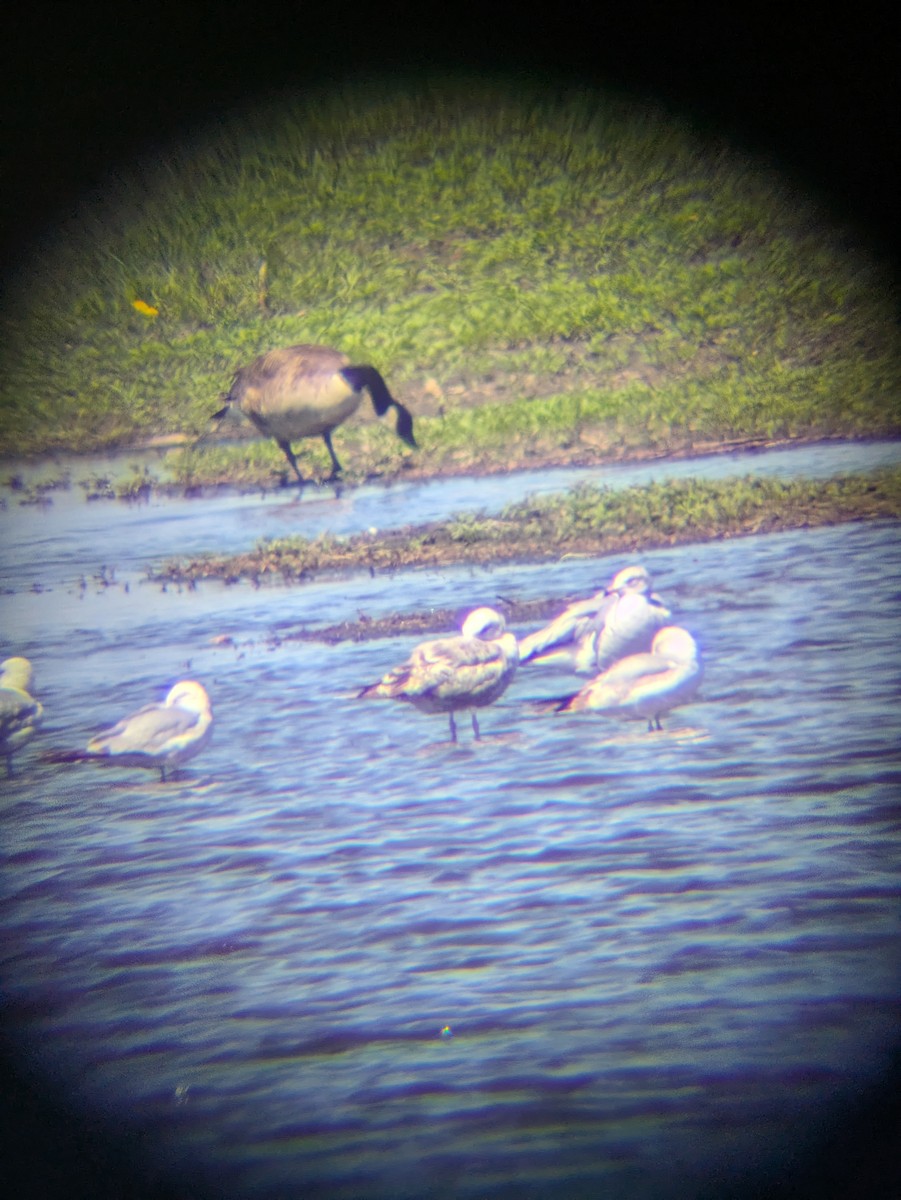 American Herring Gull - ML635317637