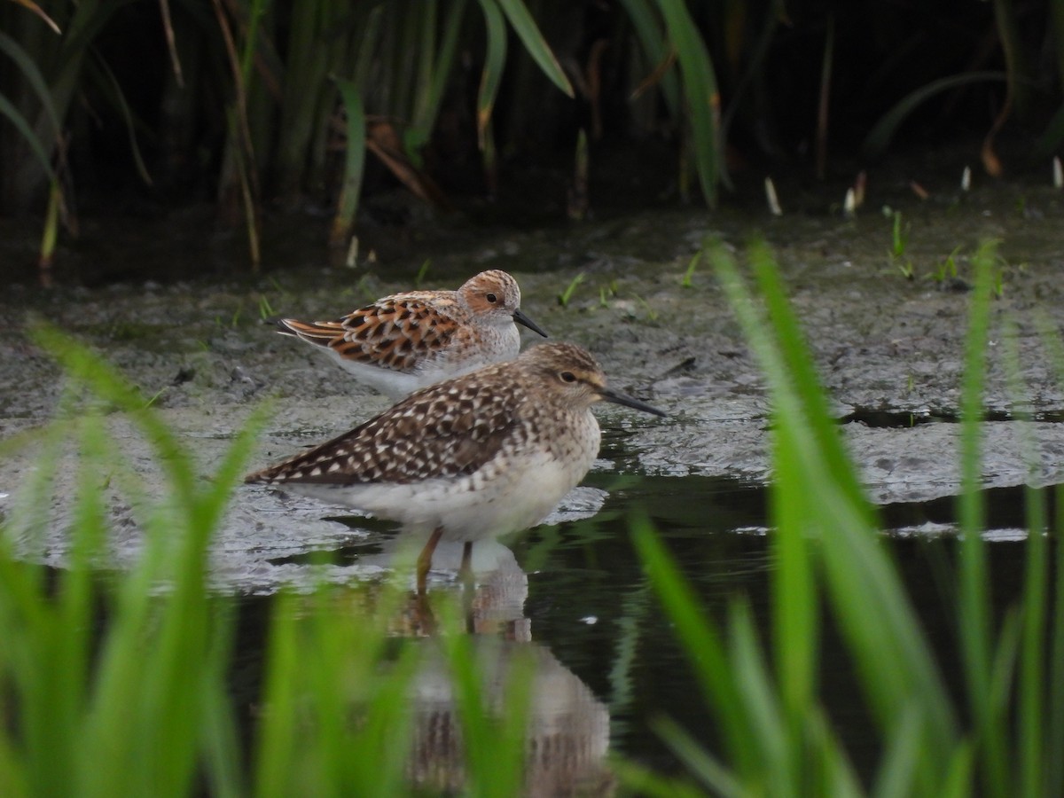 Little Stint - ML635317765