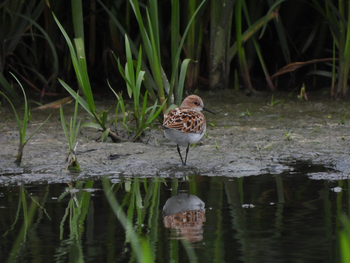 Little Stint - ML635317766