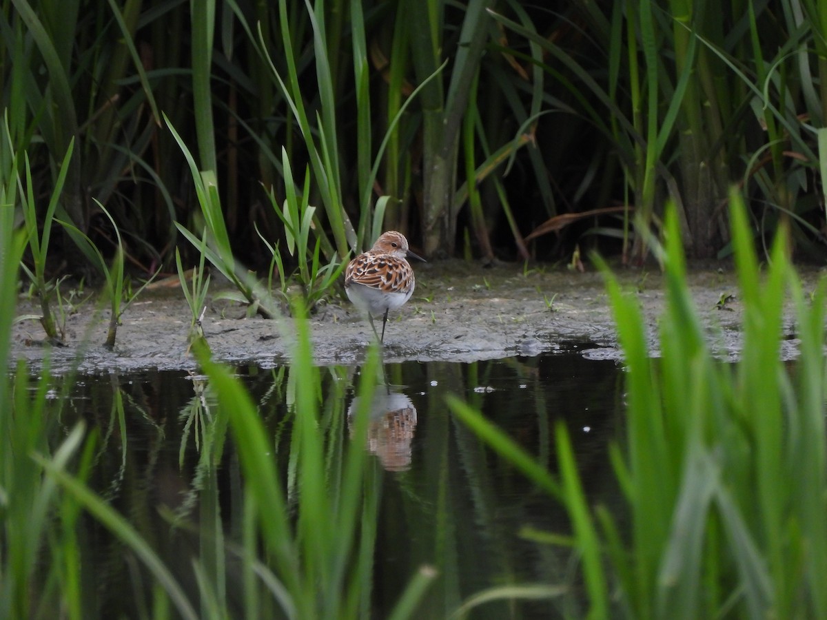 Little Stint - ML635317767