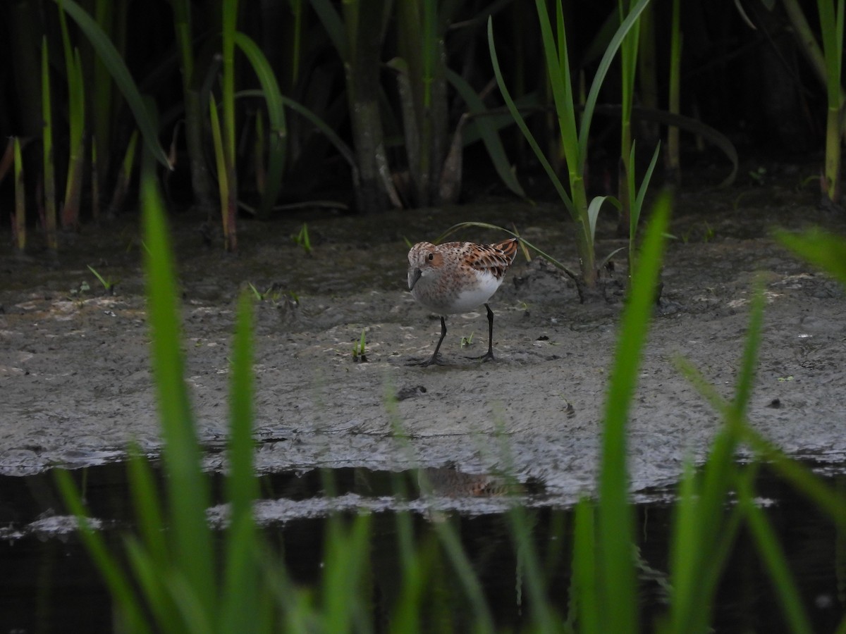 Little Stint - ML635317768