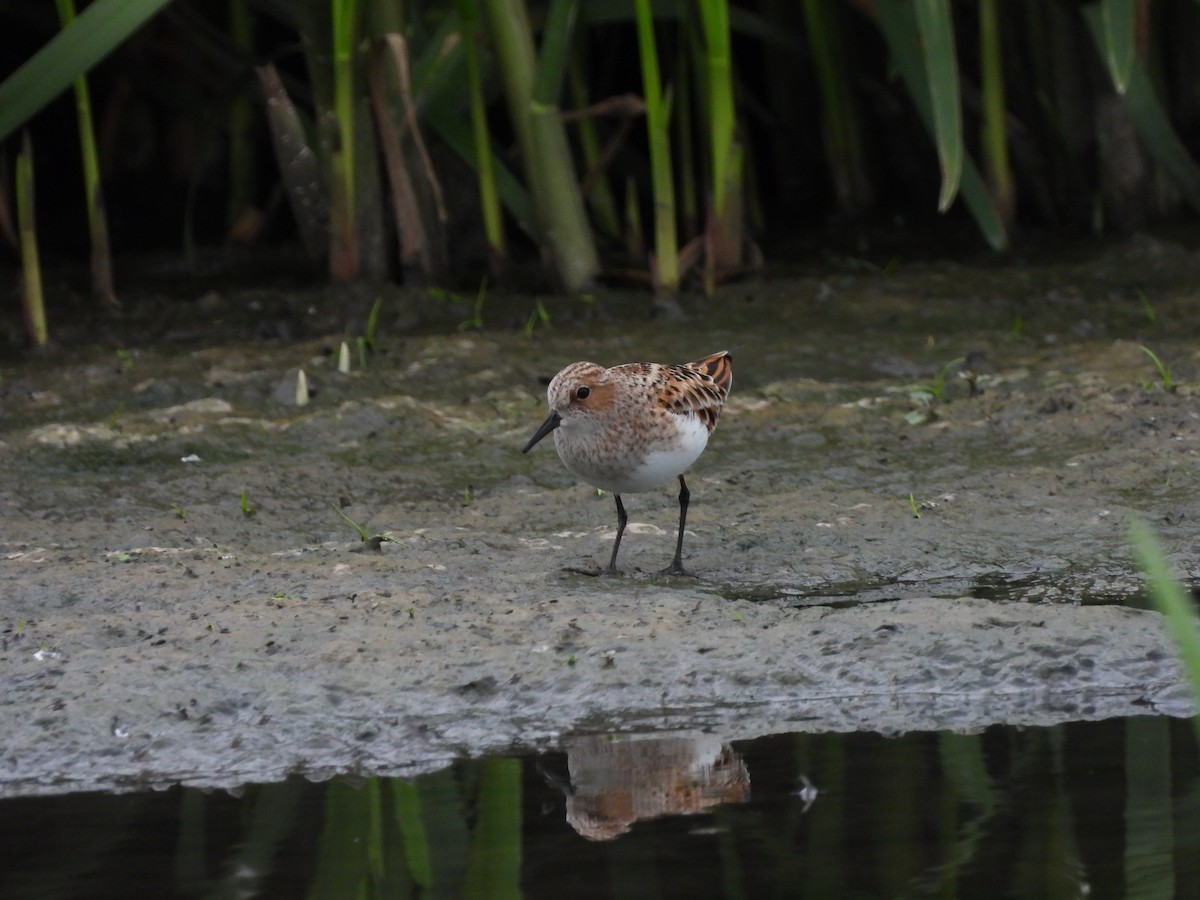 Little Stint - ML635317769