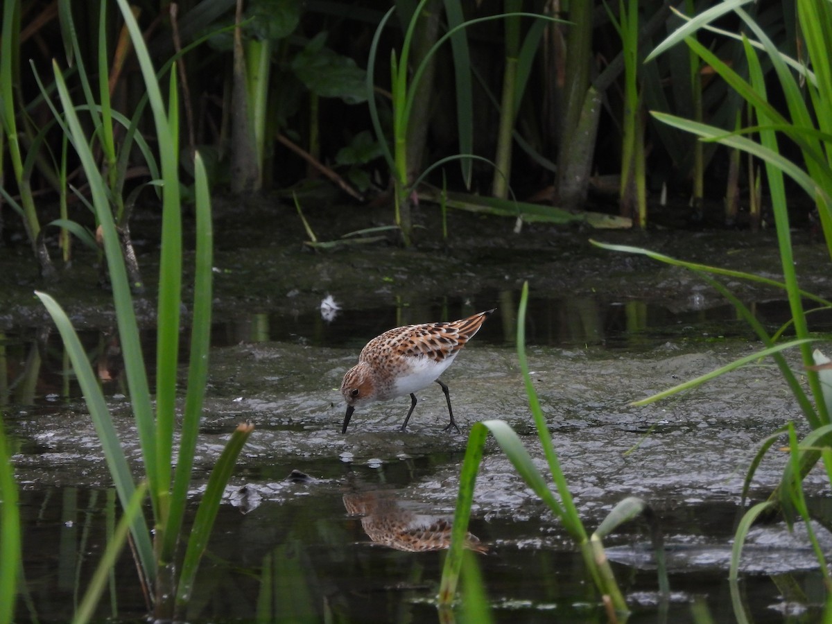 Little Stint - ML635317770