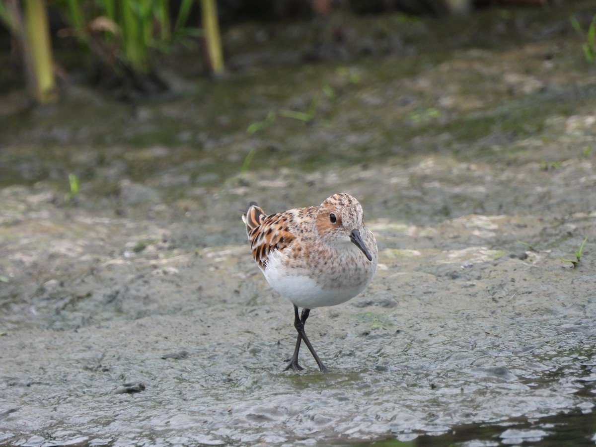 Little Stint - ML635317771
