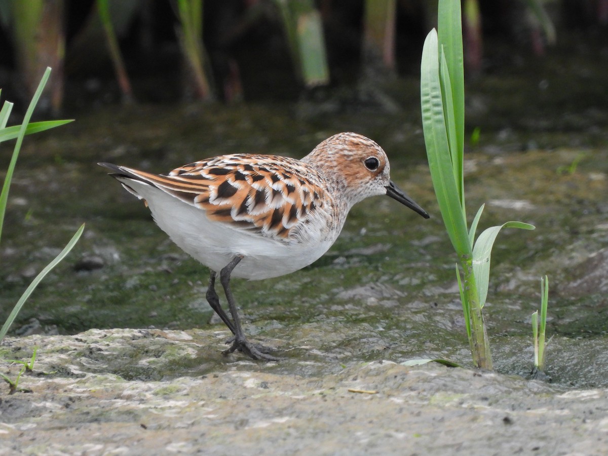 Little Stint - ML635317773