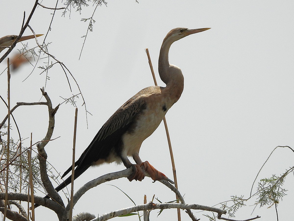 anhinga africká - ML635317780