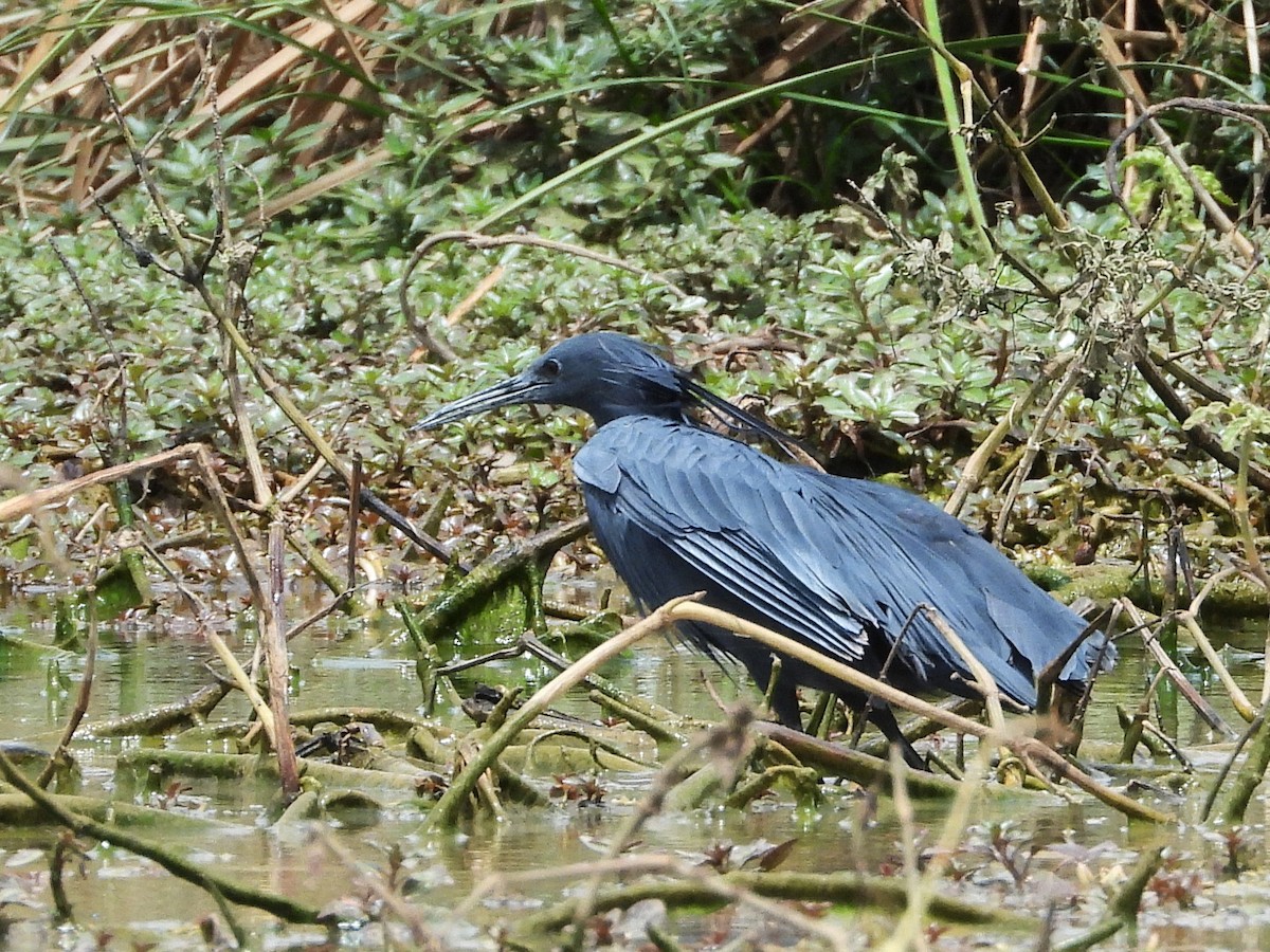 Black Heron - ML635317817