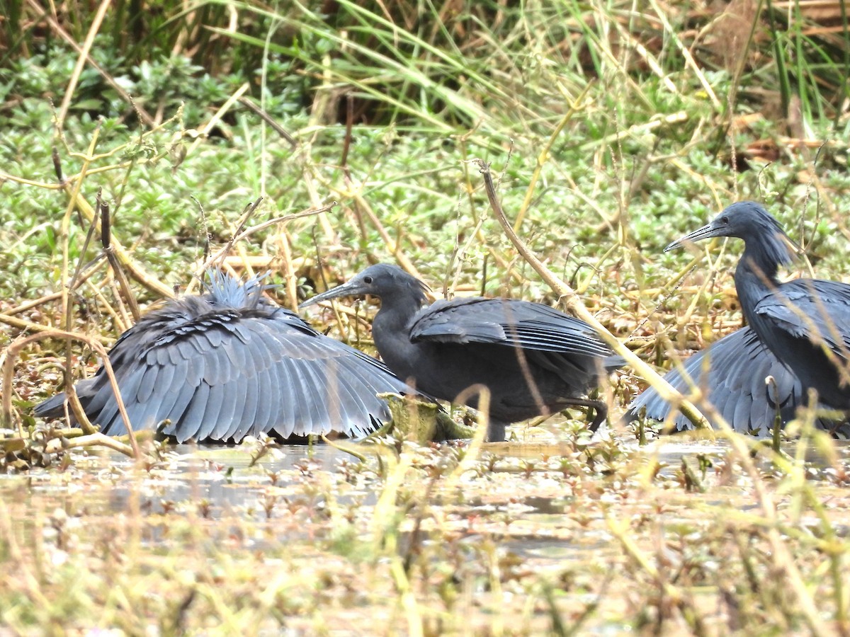 Black Heron - ML635317819
