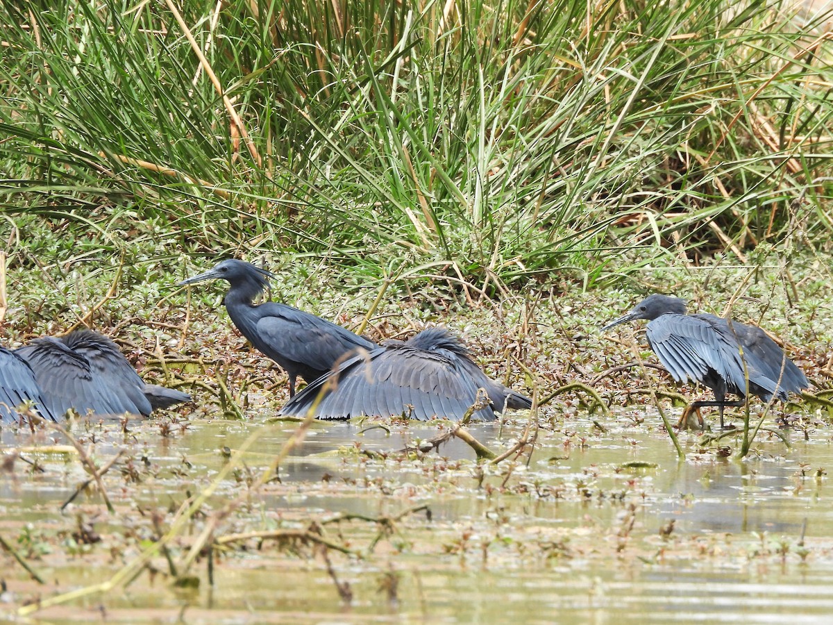 Black Heron - ML635317820