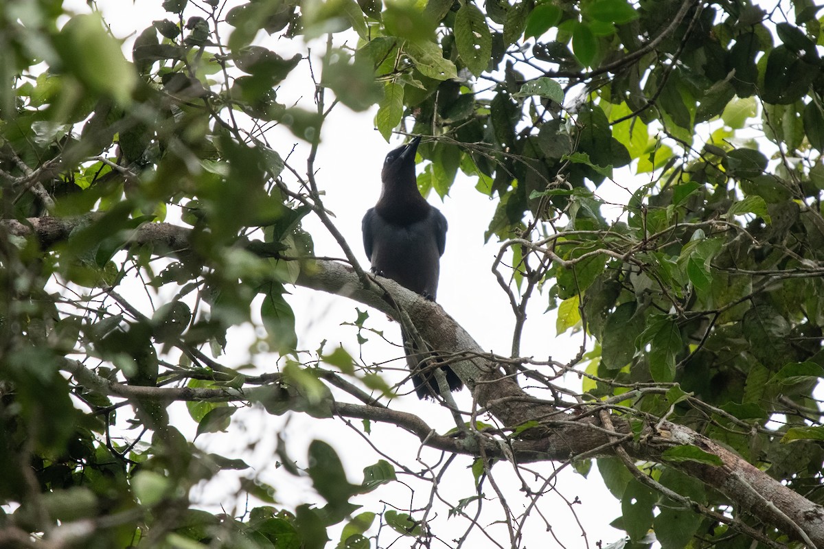 Violaceous Jay - ML635317841