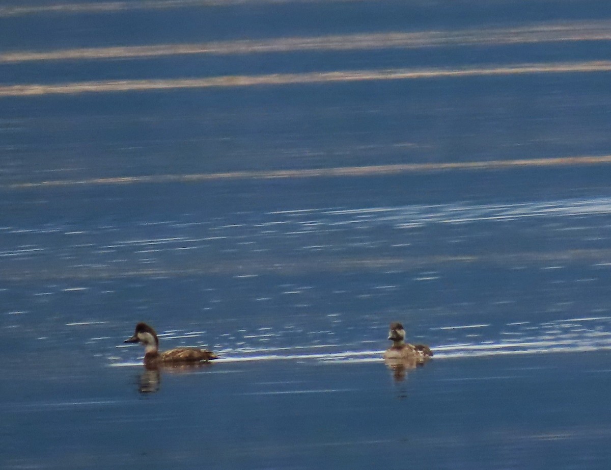 Black Scoter - ML635317981