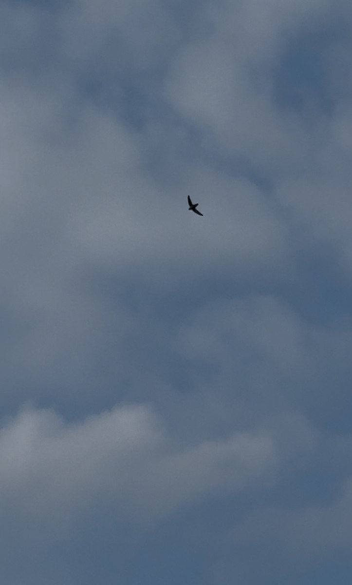 Chimney Swift - ML635317993