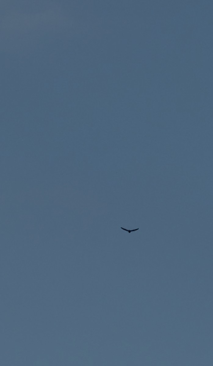 Chimney Swift - ML635317994