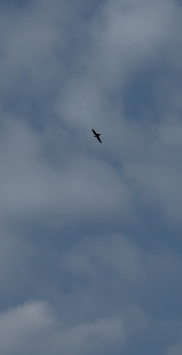 Chimney Swift - ML635317995