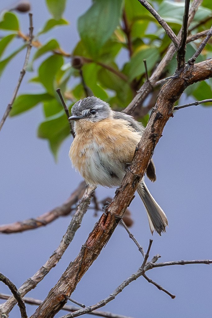 Gray-backed Tachuri - ML635318052