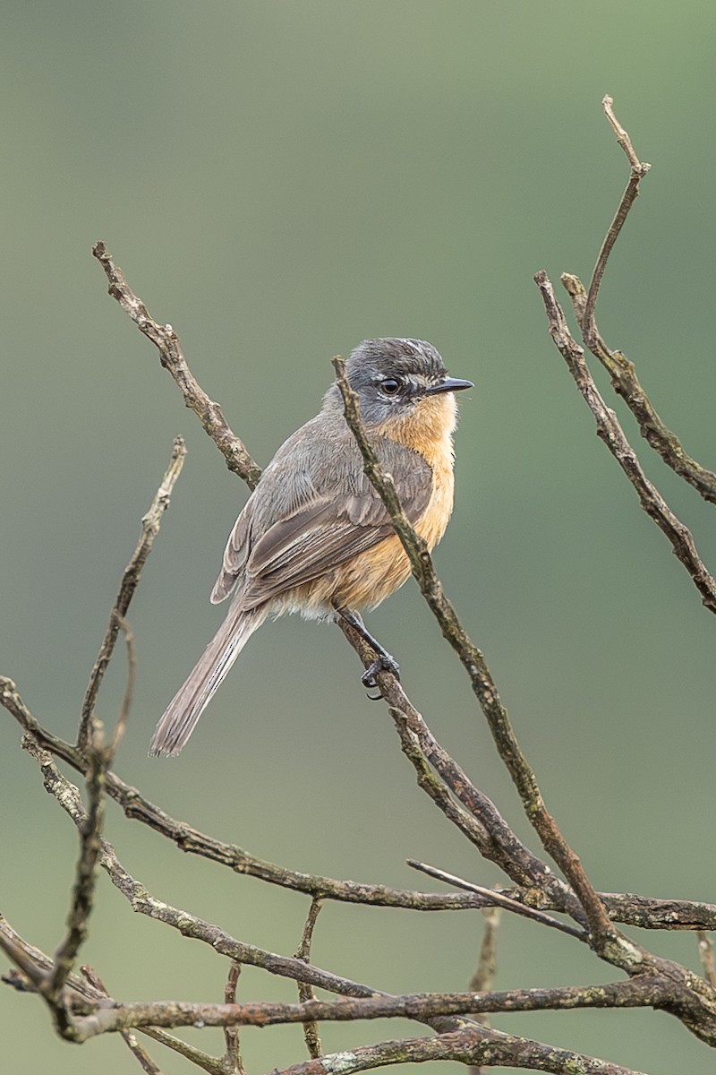 Gray-backed Tachuri - ML635318053