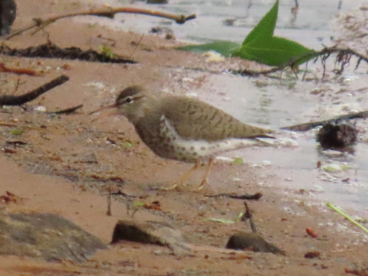 Spotted Sandpiper - ML635318075