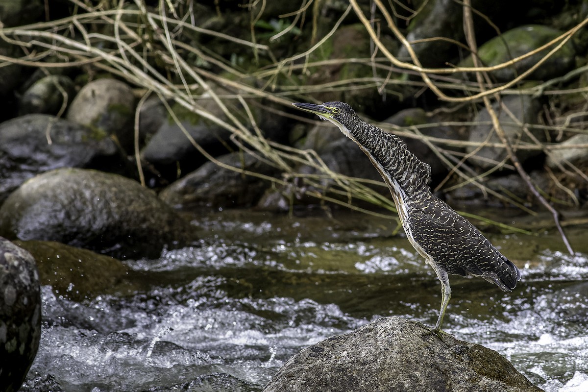 Fasciated Tiger-Heron - ML635318089