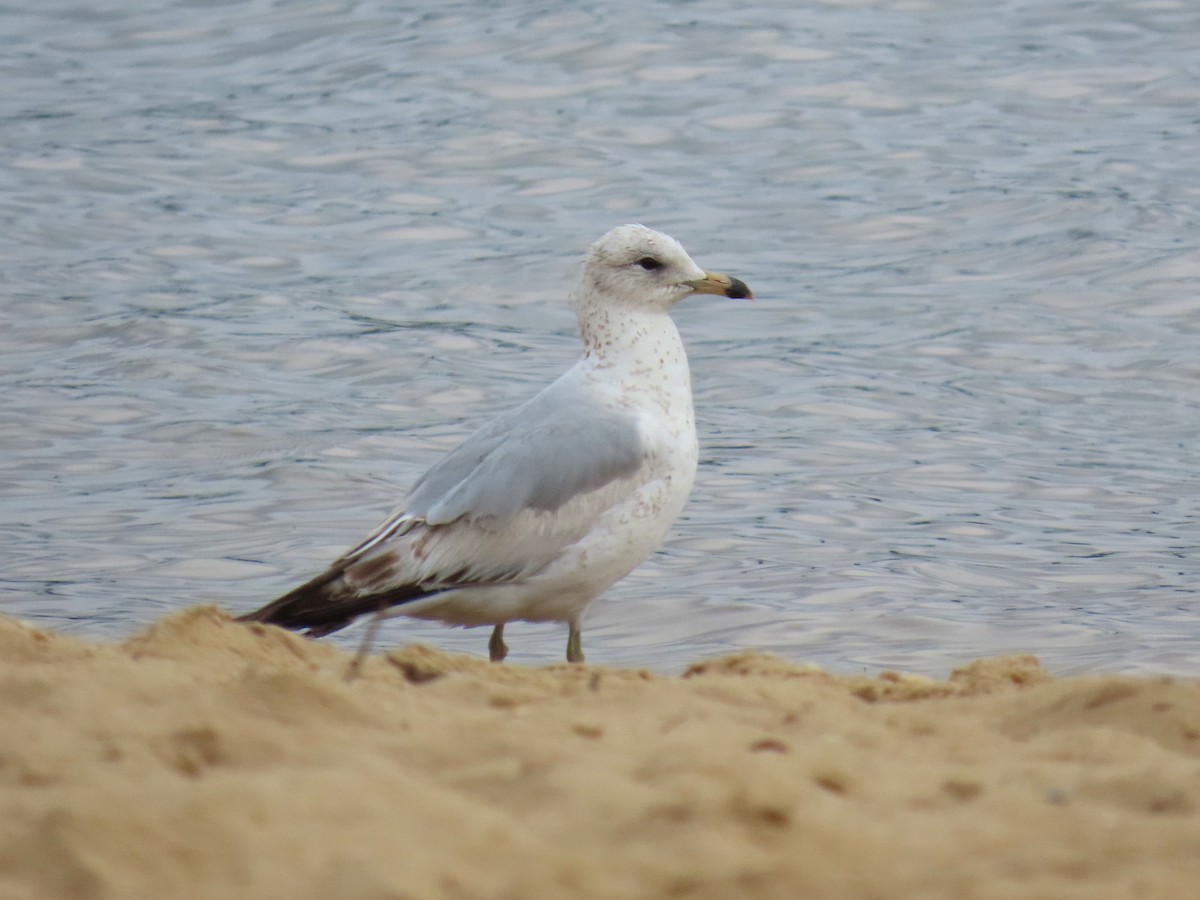Ring-billed Gull - ML635318091