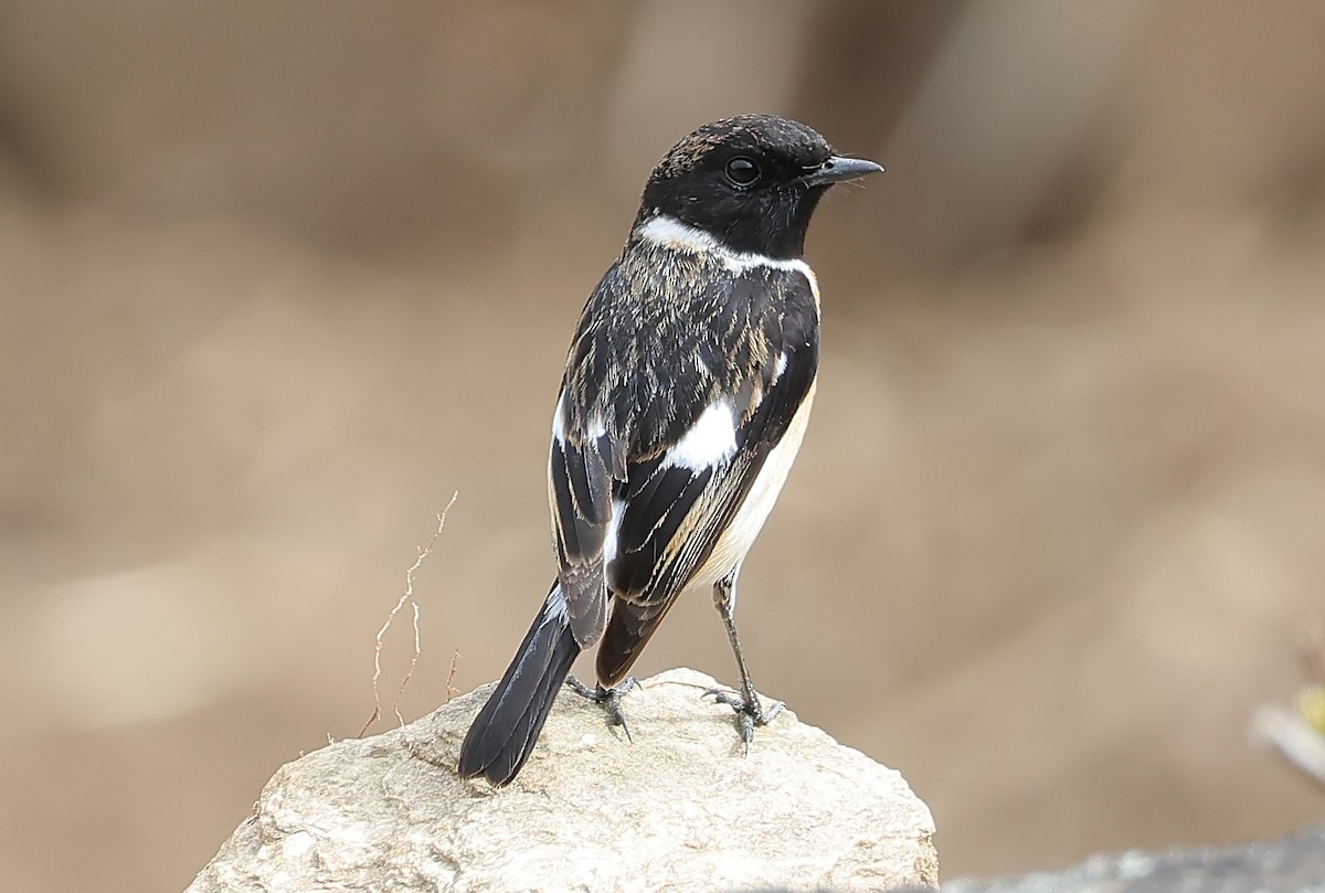 Siberian Stonechat (Siberian) - ML635318094