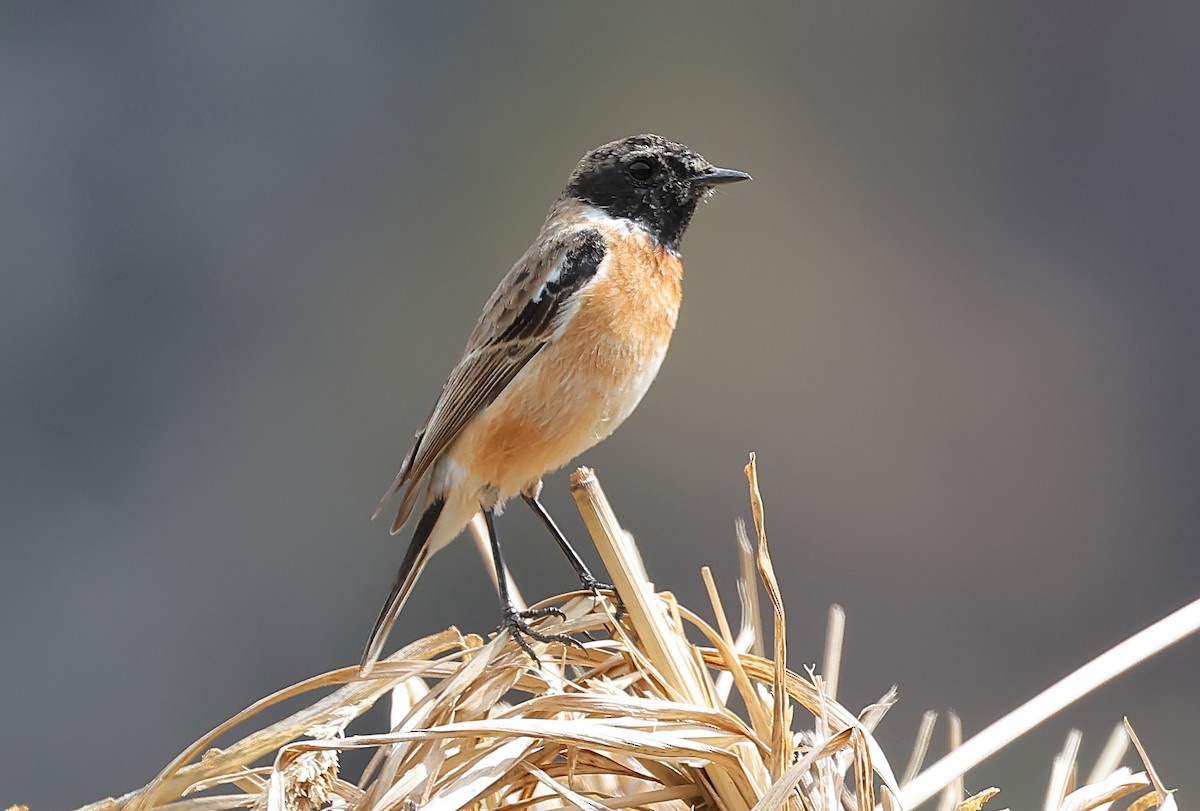 Siberian Stonechat (Siberian) - ML635318096