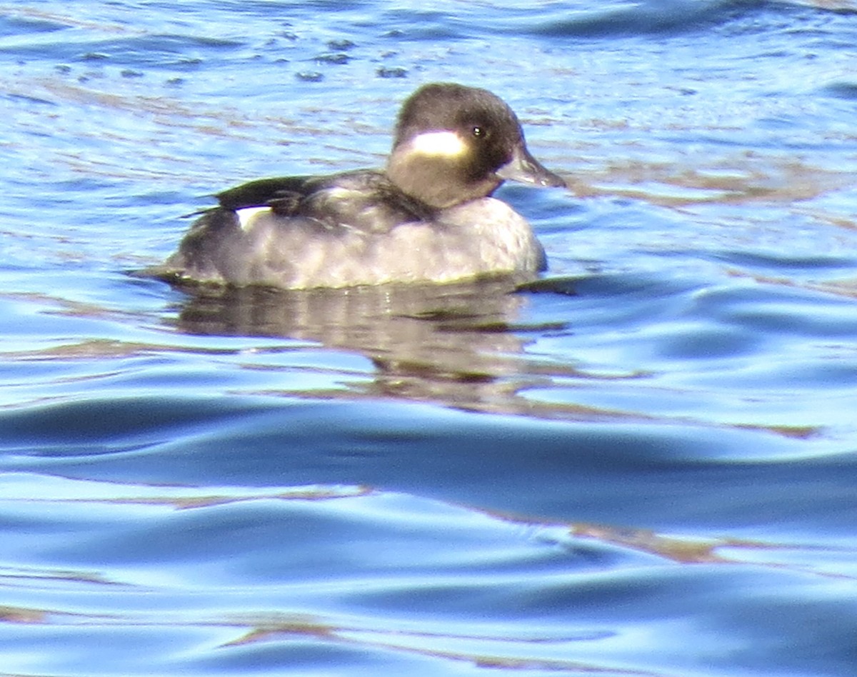 Bufflehead - ML635318103