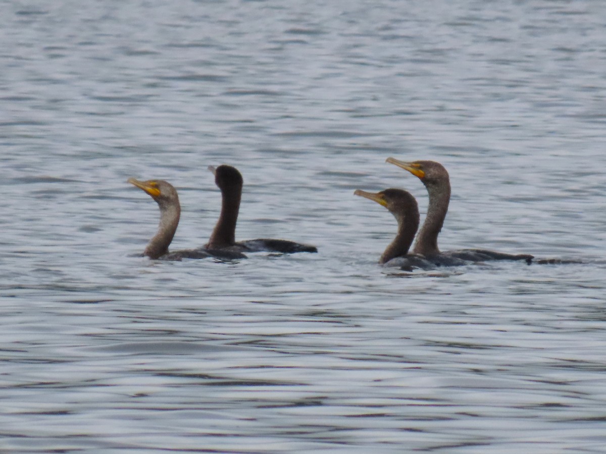 Double-crested Cormorant - ML635318105
